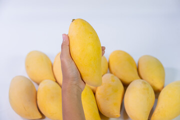 Naklejka na ściany i meble hand holding Ripe mango Nam Dok Mai fruit isolated on group Mango white background.