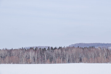 雪原と林