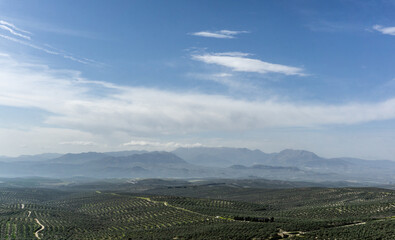 Olive Fields. Landscape of Jaén Region, Andalusia, Spain.