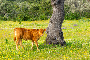 Exploring nature: Limousine calf by an old oak tree in the meadow.