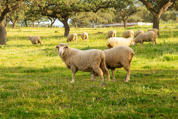 Waiting for transformation: the Merino sheep and the wool cycle in the dehesa.
