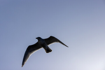 seagull in flight