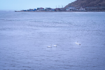 Fototapeta na wymiar the view from afar, the general plan of the coastal village, the sea in the distance is not calm, 4 snow-white swans are floating in the foreground, a large number of seagulls are nearby