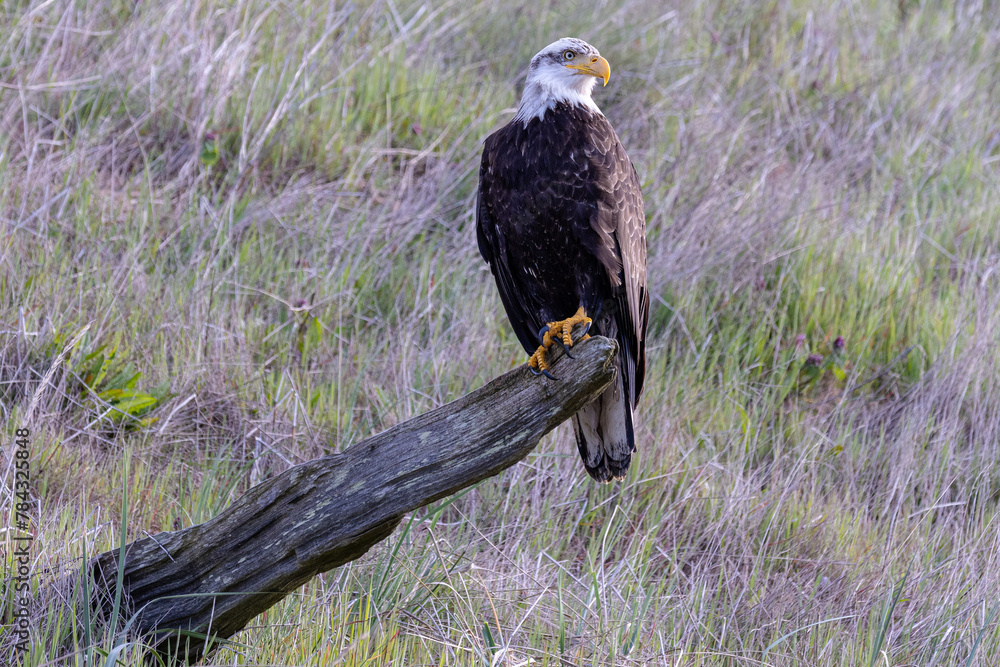 Poster bald eagle