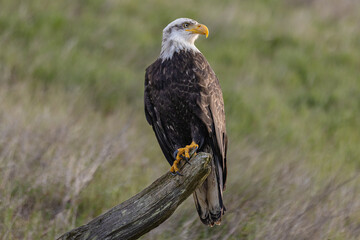 bald eagle