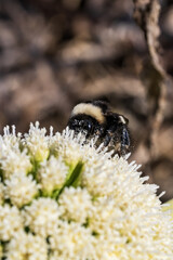 Bumblebee on a white flower