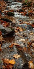 Fototapeta premium Rushing stream, close up, surrounded by fallen leaves, crisp air