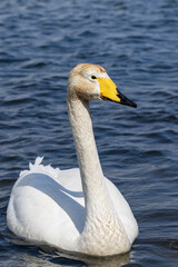 The whooper swan floats on the water