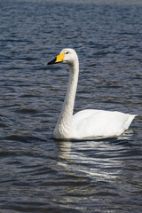 The whooper swan floats on the water