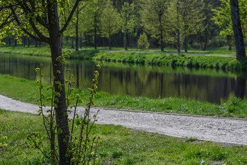 Fototapeta na wymiar Urokliwa Polska Wschodnia, piękny zielony park w Zwierzyńcu na Roztoczu