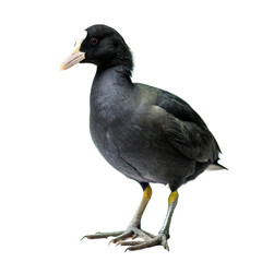 Coot isolated on transparent background