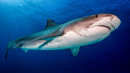 El enorme cuerpo del tiburón tigre