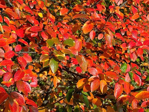 Autumn leaves red yellow cotoneaster bush 
