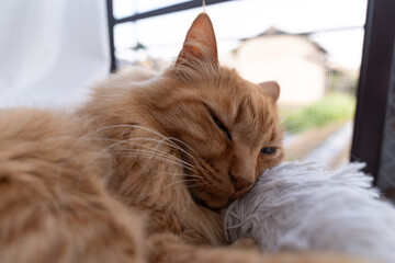 Obraz premium 窓辺でくつろぐ猫 茶トラ白