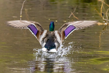 A graceful descent of a male mallard duck as it alights upon a serene pond, its vibrant plumage on...