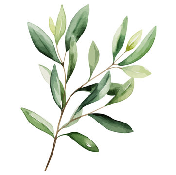 Watercolor drawing vector of leaves olive, isolated on a white background, clipart image, Illustration painting, design art, olive vector, Graphic logo, drawing clipart. 