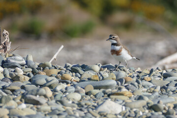 Banded dotterel (chardrius bicinctus bicinctus) standing on shingle