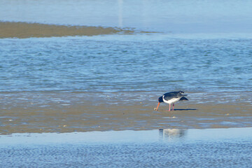 Pied Oystercatcher (haematopus finch) pecking at a cockle on a beach.