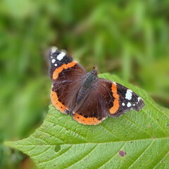 butterfly on a leaf, butterfly macro photo