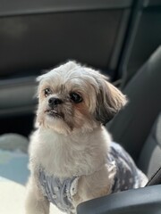 Puppy in a car