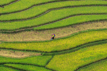 The ripe rice season begins in September, the vast terraced fields are a very beautiful yellow...