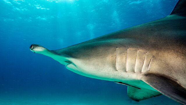 El ojo del tiburón martillo gigante