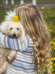 blonde girl holding her coton de tulear dog with a dandelion in her fur, dog and owner
