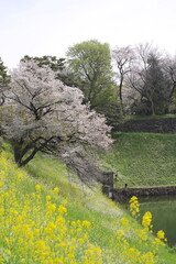 日本、東京の皇居のお堀、千鳥ヶ淵の桜の花と菜の花