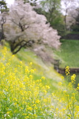 日本、東京の皇居のお堀、千鳥ヶ淵の桜の花と菜の花