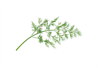  dill herb leaves