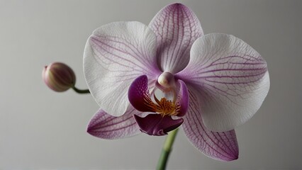 Fototapeta premium A gracefully wilting orchid flower, every petal delicately etched with intricate veins and soft hues of pink and purple against a stark white backdrop. This captivating image, possibly a photograph, c