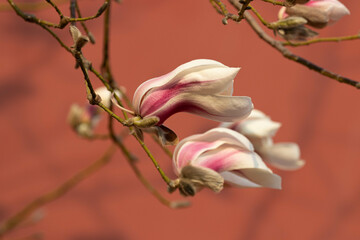 Close up Blooming Magnolia Flowers at the Forbidden Palace, Beijing, China