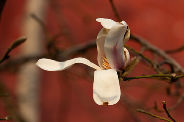 Close up Blooming Magnolia Flowers at the Forbidden Palace, Beijing, China