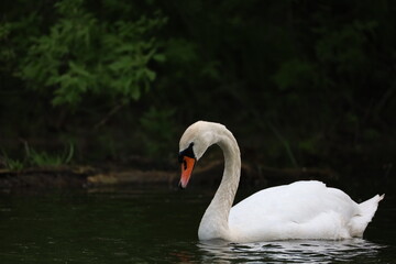 Beautiful Swan 
