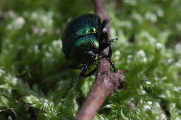 bug on a leaf