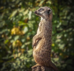 Erdmännchen hält Ausschau