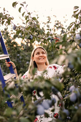 Smiling woman on ladder harvesting ripe plums off a tree while standing in green garden