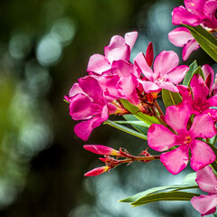 Bright pink oleander flowers closeup. Light and strong bokeh form bubbles in the natural background with some space for text and logo. - 784341804