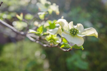 初夏の陽気に誘われてハナミズキの花が咲く4月 - obrazy, fototapety, plakaty