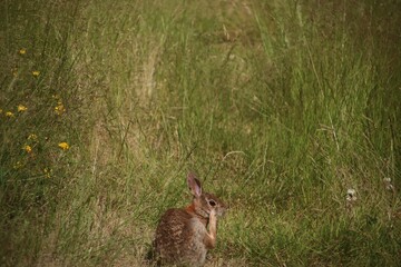 European rabbit in the green meadow. Oryctolagus cuniculus.