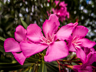 Bright pink oleander flowers closeup. Light and strong bokeh form bubbles in the natural background. - 784342406