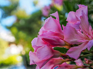 Bright pink oleander flowers closeup. Light and strong bokeh form bubbles in the natural background. - 784342468
