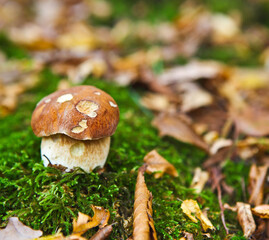 Forest mushroom in the grass