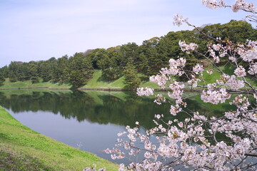 日本、東京の皇居のお堀の桜の花
