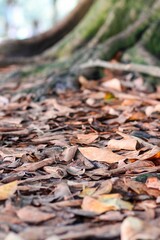 Selective focus shot of ground covered with wood chip mulch