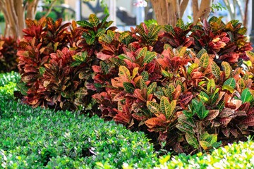 Garden croton (codiaeum variegatum) in the park