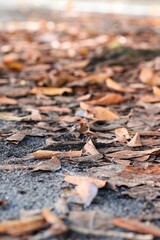 Selective focus shot of ground covered with wood chip mulch