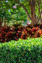 Selective focus shot of evergreen boxwood in the garden - obrazy, fototapety, plakaty