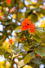 Obraz premium Selective focus shot of geiger tree (cordia sebestena) in the garden
