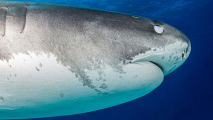 The tiger shark raises its nictitating membrane